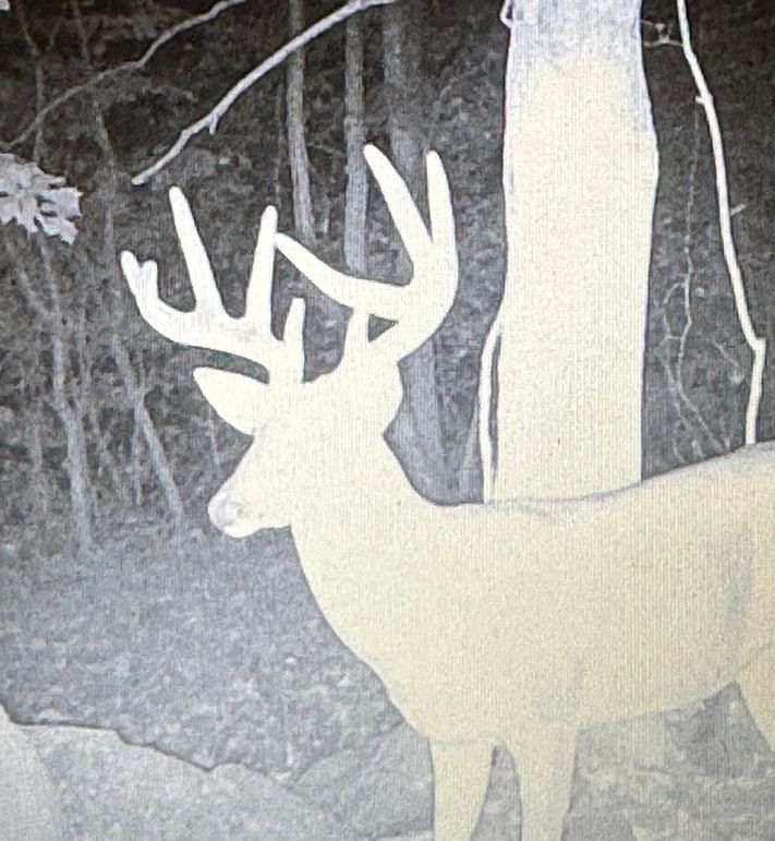 12 another great looking buck