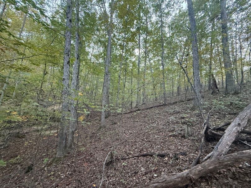 019 wooded area in southwest area of the property