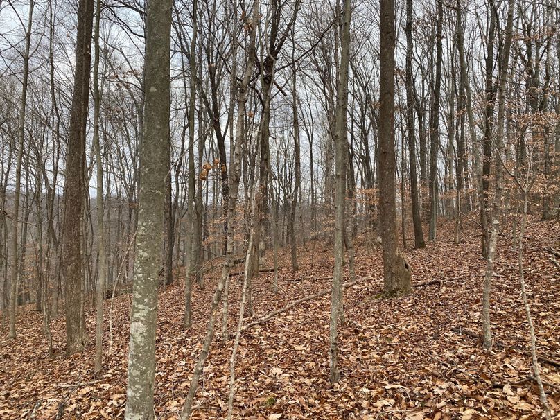 009 gentle wooded point in the southwest area of the property copy