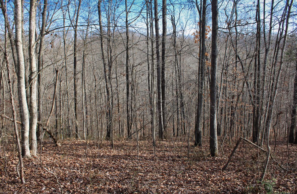 004 nice mix of young and mature hardwoods