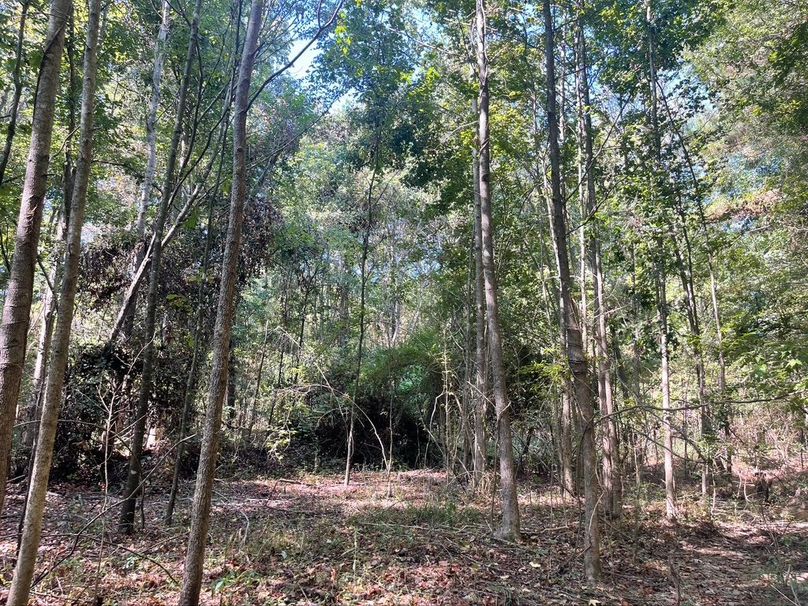 CA583A8F-DEBE-426B-BFF2-71FBD92ACA4F_1_105_c