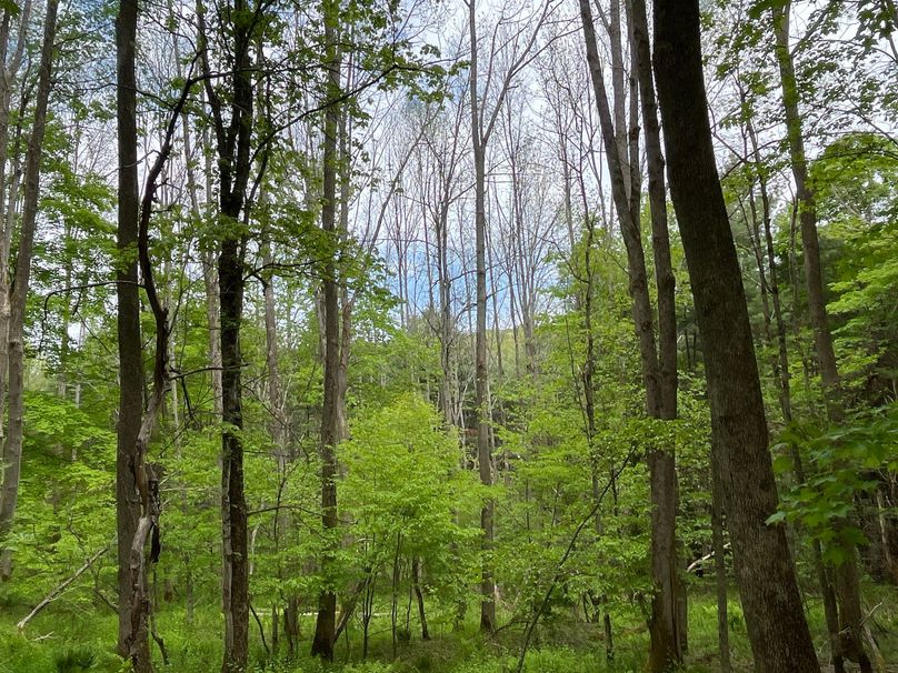 Tioga_18.72_Coulson Photo 14