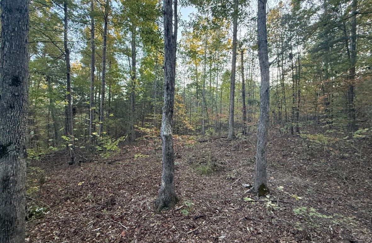 002 the hardwood forest area near the middle of the property