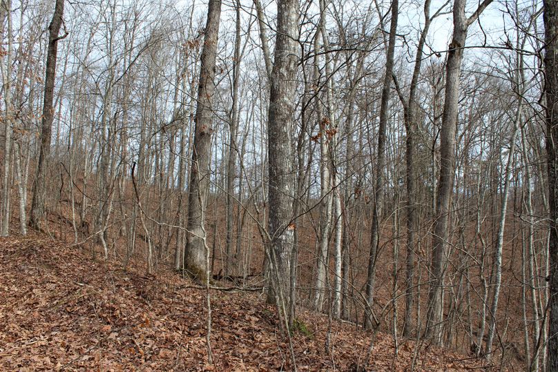 010 hardwood ridge and secondary point in the south portion of the property