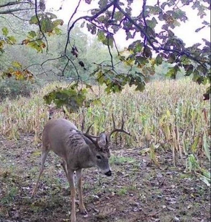 Copy of 934 Deer 10 Large