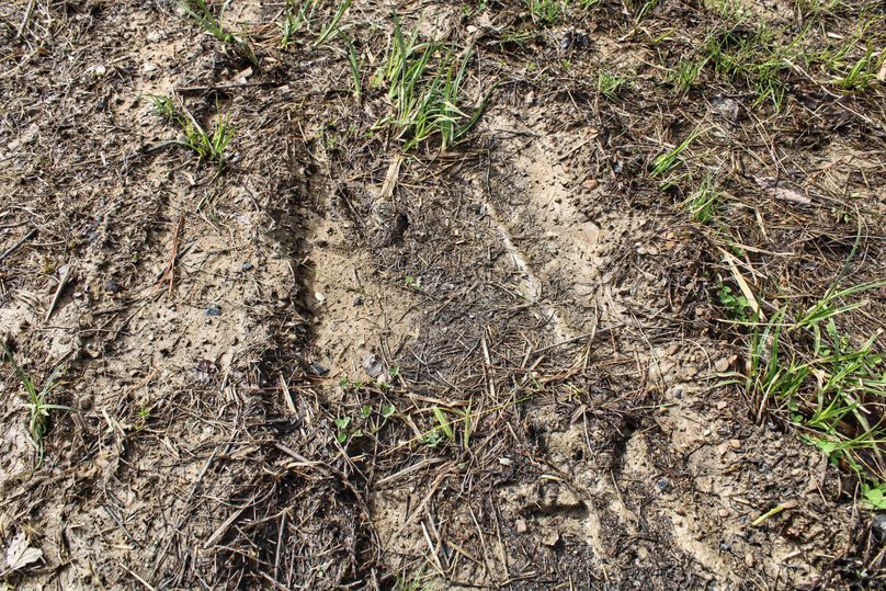 016 nice gobbler tracks