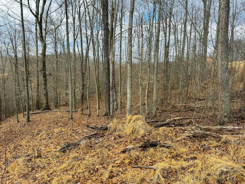 Doddridge, WV 79.08 AC Adams-55