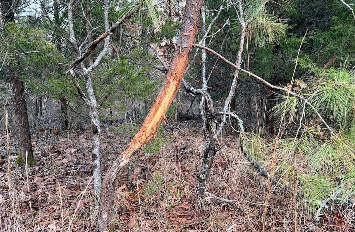 Grayson 48.195 Johnson4