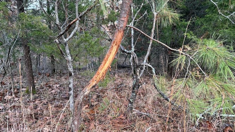 Grayson 48.195 Johnson4