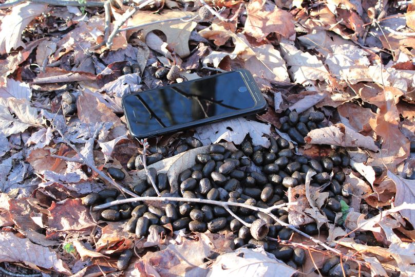 011 this photo is of elk droppings on a DIFFERENT property about 1_2 mile to the south of this property