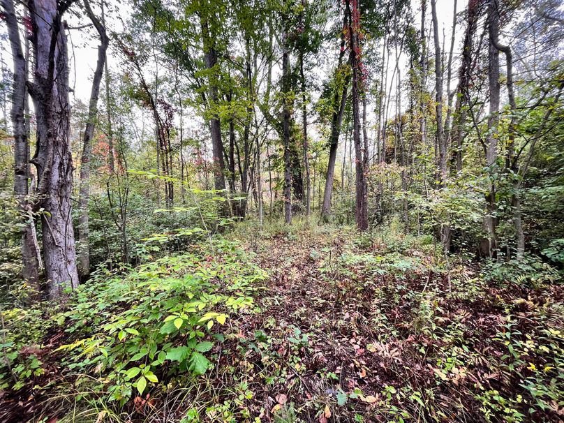 Ontario_16.2_Eddington Photo 25