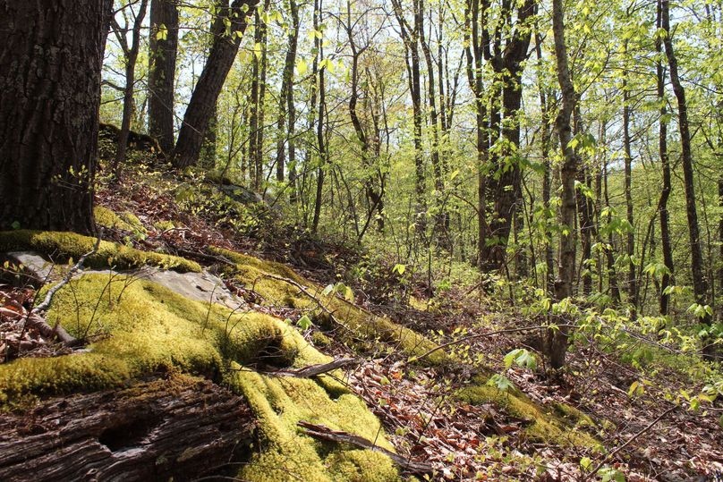 001 cool ground level view of a moss covered rock on a west facing slope