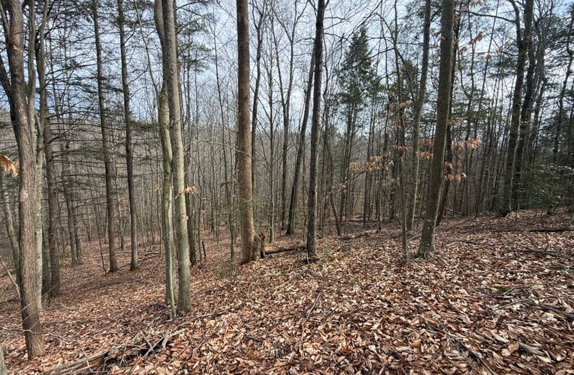 004 the forested area on a north facing slope