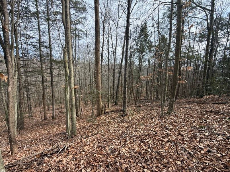 004 the forested area on a north facing slope