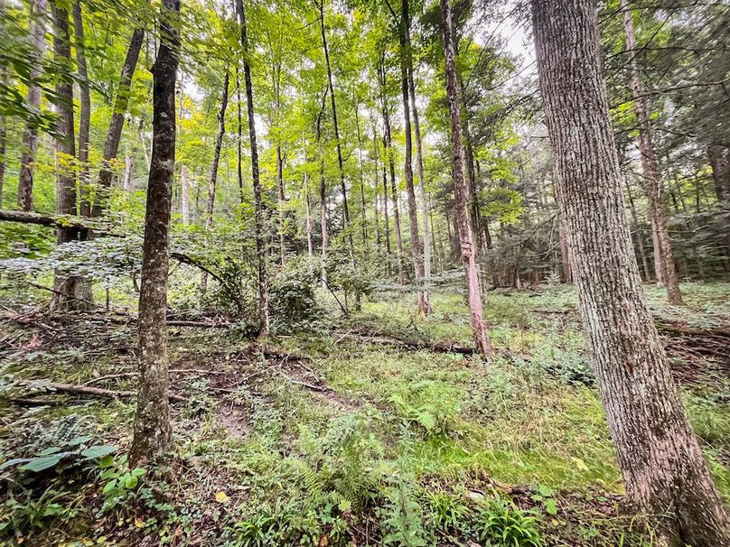 Chemung_60.55_Baumunk_Photos_20