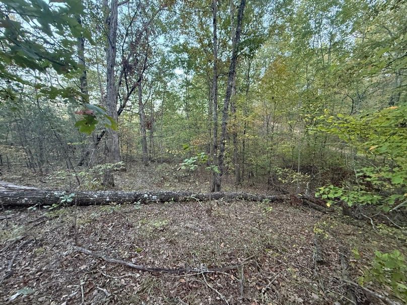 010 wooded area in the south area of the property