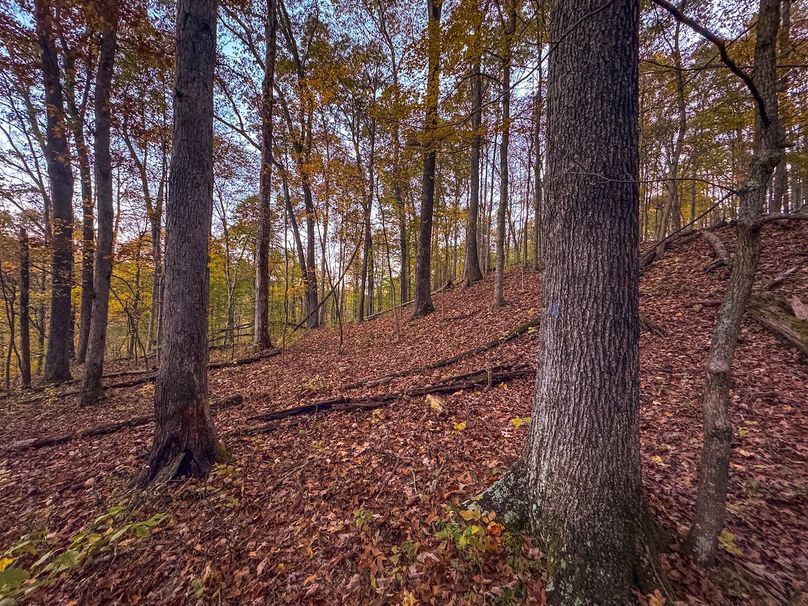 Wirt, WV 43 AC Berry-01