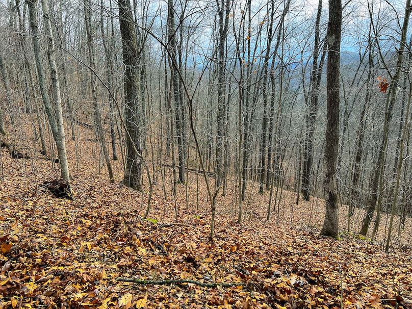 Calhoun, WV 225.69 AC Duffield-65