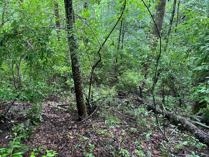 Wirt, WV 150.75 AC Tinnell-06