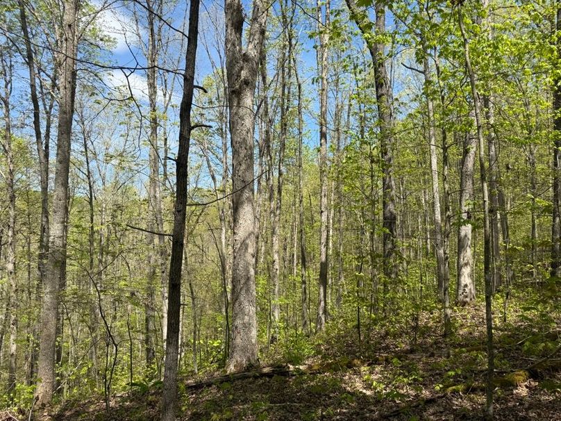 022 nice stand of mature hardwoods