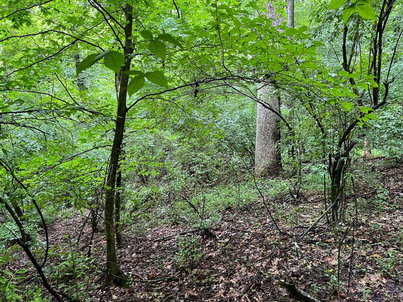 Wirt, WV 150.75 AC Tinnell-25