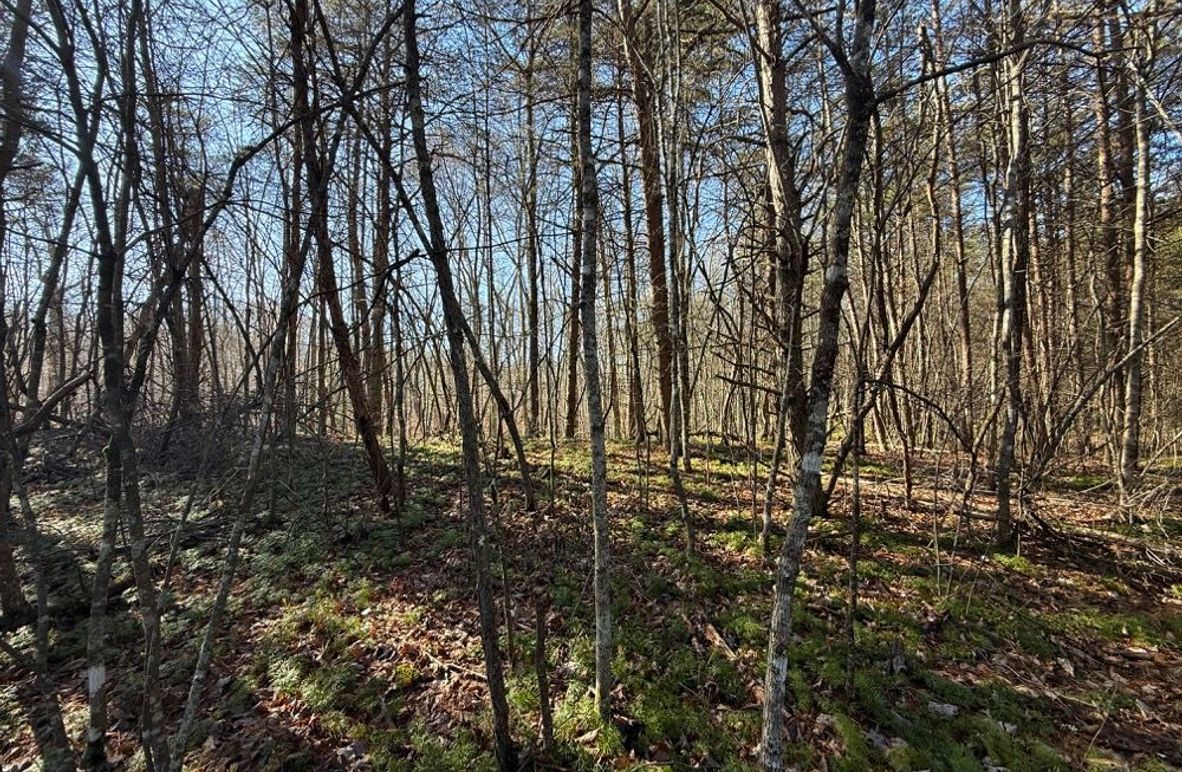 003 some of the easily cleared pine grove just waiting for that perfect cabin