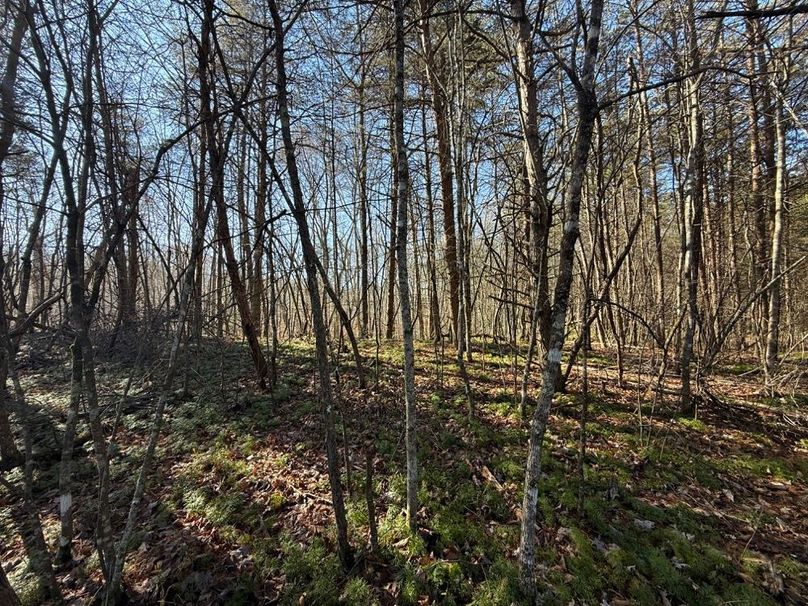 003 some of the easily cleared pine grove just waiting for that perfect cabin