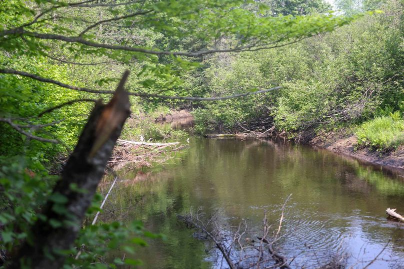 Chippewa85Knowles-5781