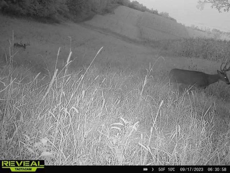 Jackson 178 Trailcam - 7 of 17