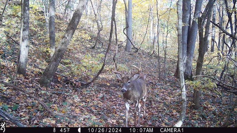 Trail Cam.3