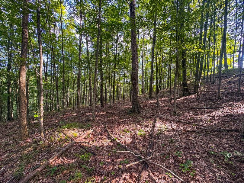 Lewis, WV 82.87 AC Barger-113