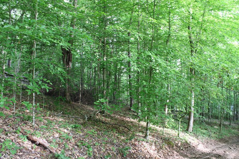 021 forested area in the north central part of the property that was not timbered