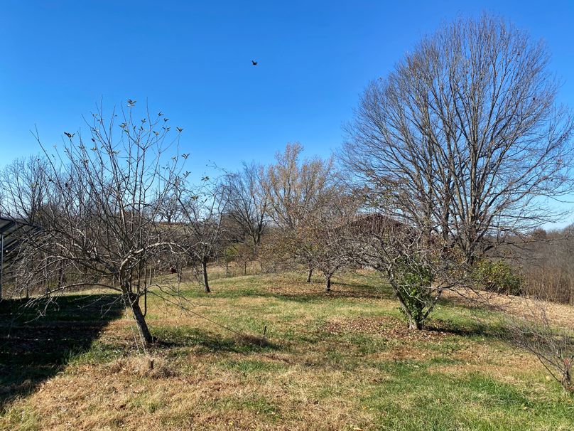 008 the multiple apple and pear trees bearing fresh fruit in the summer months
