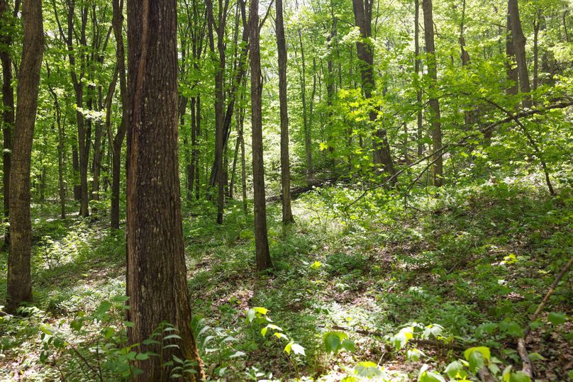 Chippewa85Knowles-5606