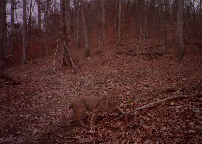 Bobcat