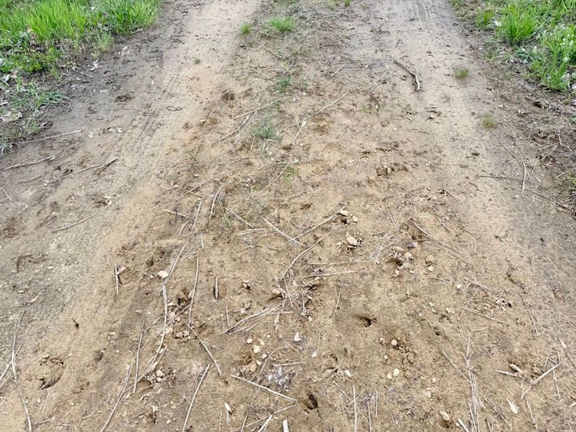 Deer Tracks in Drive