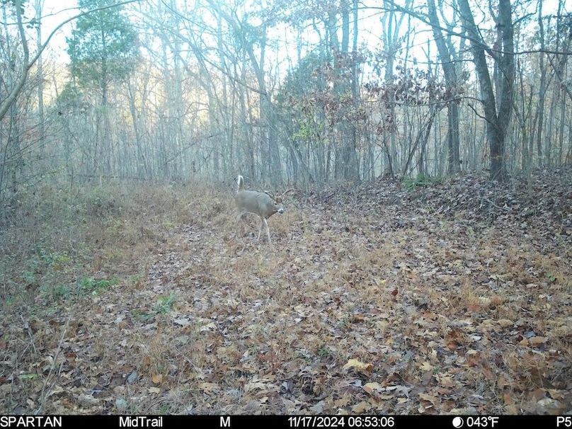 trail cam6
