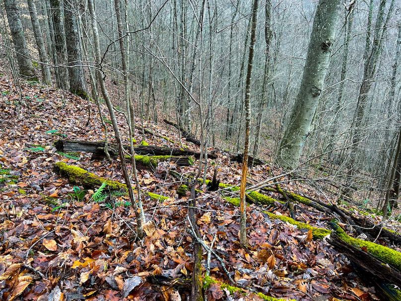 Calhoun, WV 225.69 AC Duffield-51