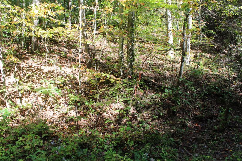 019 forested south facing slope along Spivey Br. Road, showing the property line boundary