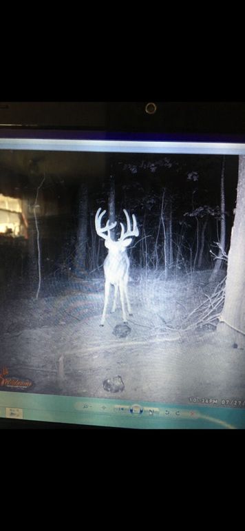 Deer pic