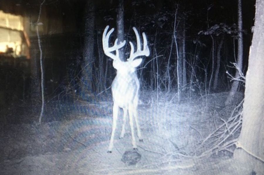Deer pic