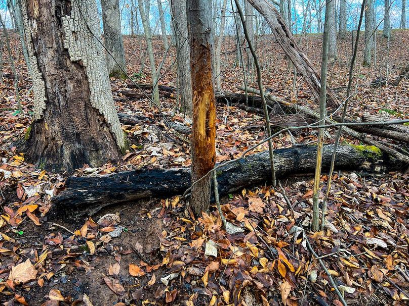 Calhoun, WV 225.69 AC Duffield-60