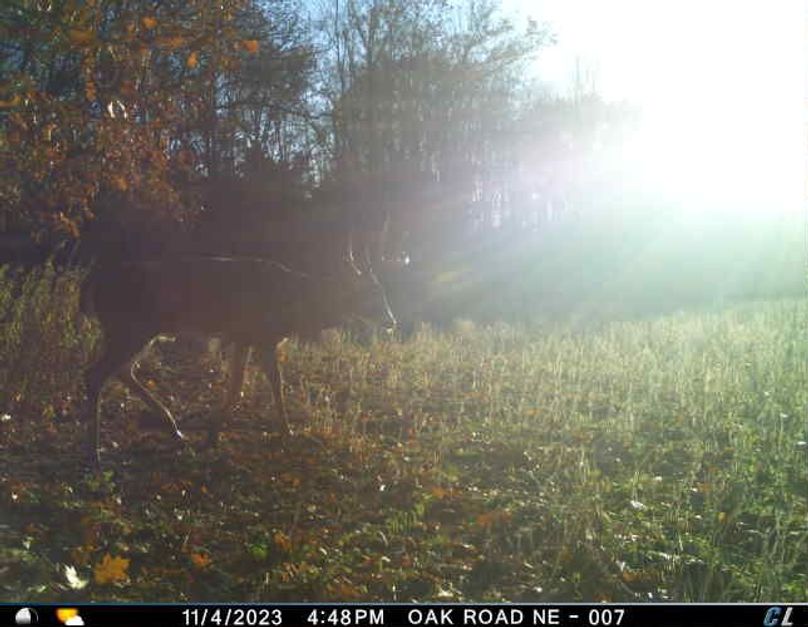 November 2023 Buck (Oak Road 2)