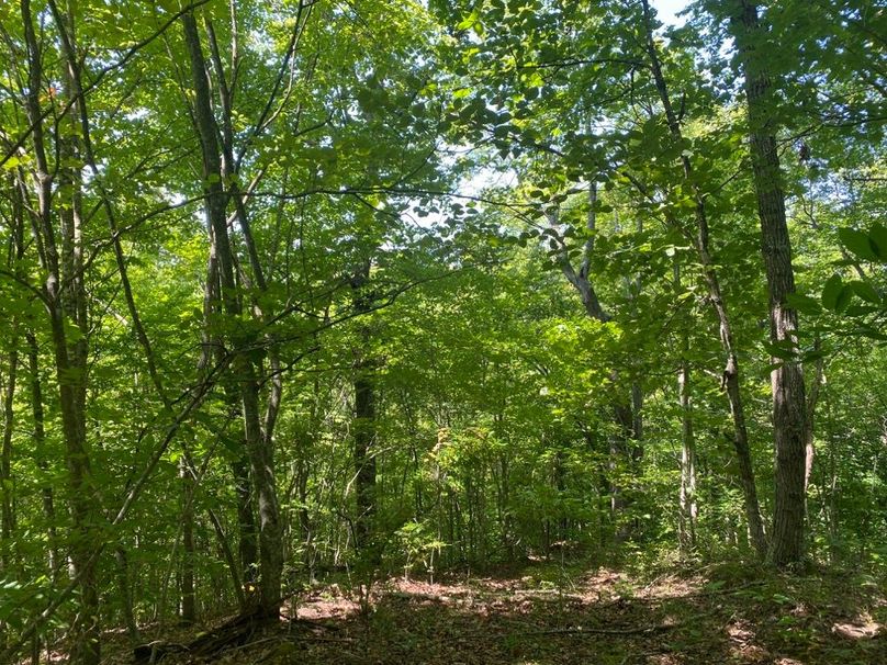 011 forested secondary point in the south portion of the property copy