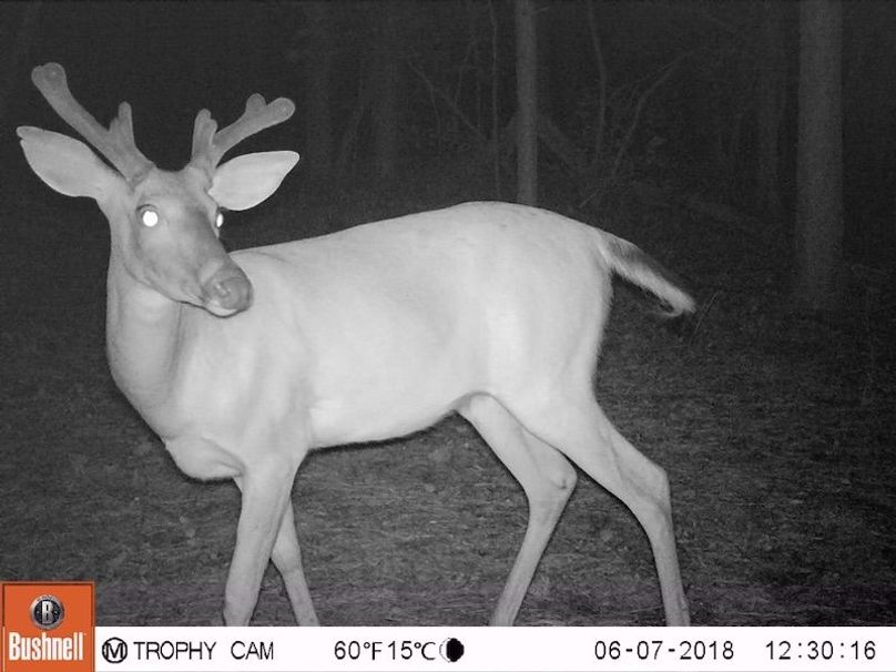trail cam 4