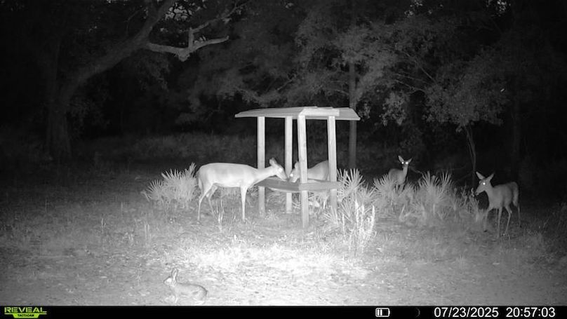 016579002709132-47-4-07232025205703-V-SYFW01488