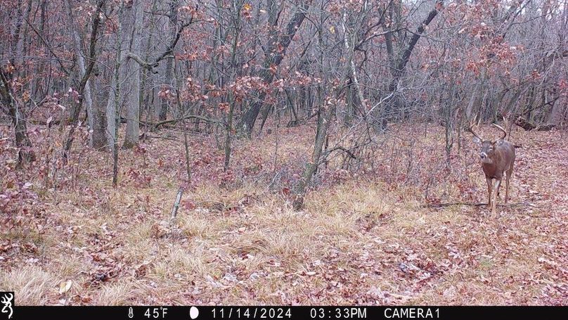 Sauk 174 Trailcam - 19