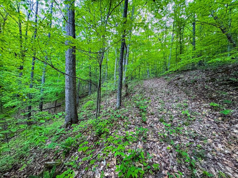 Wirt, WV 145.69 AC 273 Wildflower-15