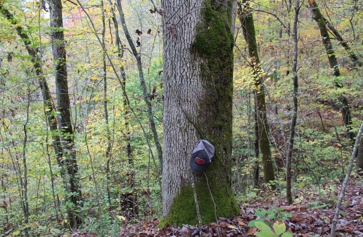 004 mature white oak