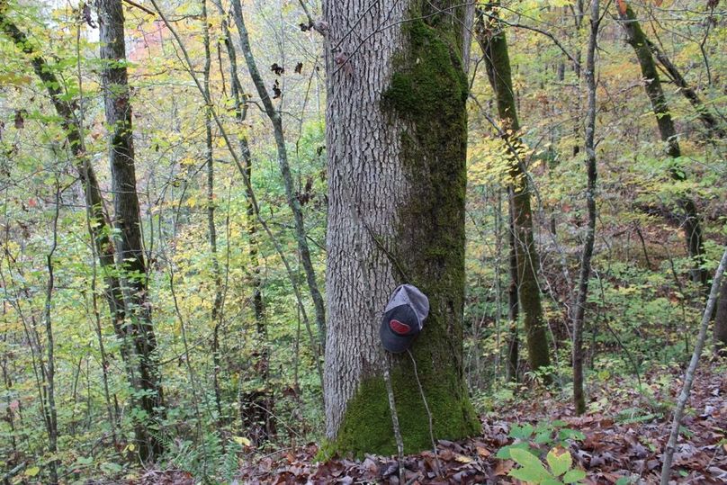 004 mature white oak